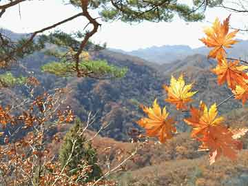 红华新天地最新动态全面解读